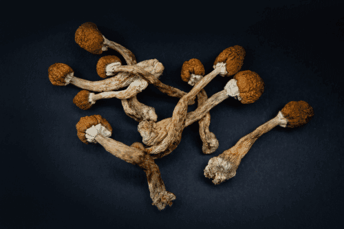 How Long Does a Mushroom Trip Last?