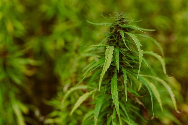 hemp, marijuana plantation, pot